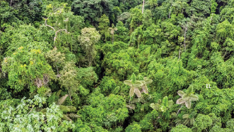 De Junio D A Internacional De La Preservaci N De Bosques Tropicales