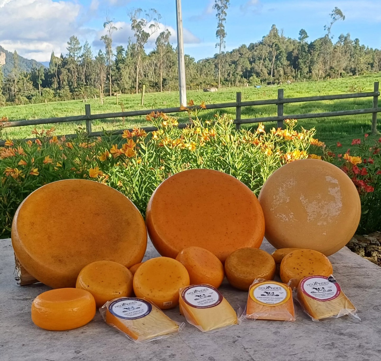 El queso colombiano HolaAndes fue calificado como el mejor en Suiza
