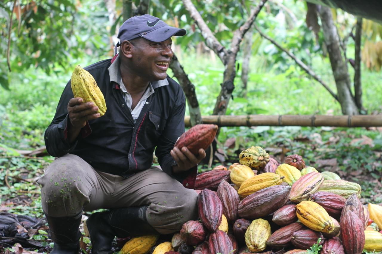 Con Ayuda en Acción, más de 400 familias transforman su futuro cultivando cacao en territorios marcados por el conflicto.