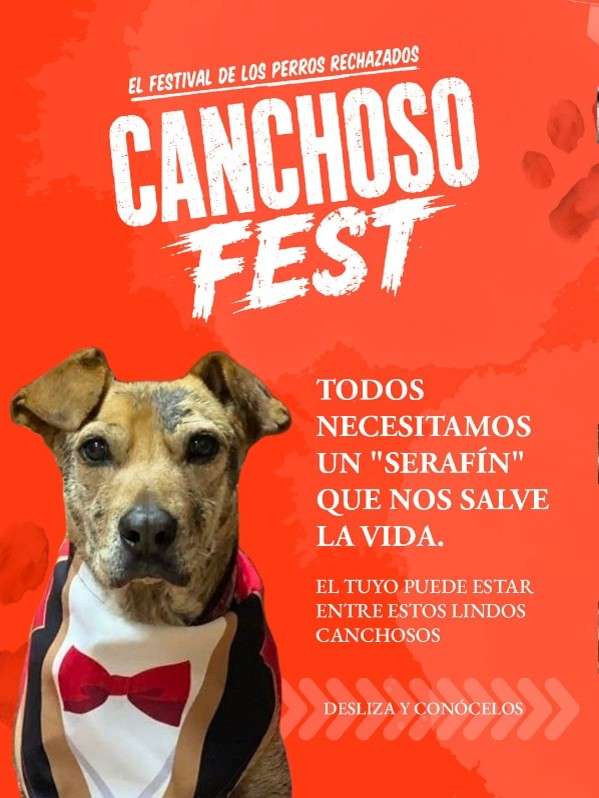 Daniel Samper Ospina presenta Serafín con el Canchoso Fest, un homenaje a los perros que aún esperan una familia