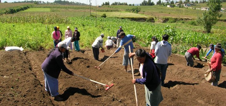 Los indicadores de la OCDE se desarrollaron con el objetivo de realizar un seguimiento y evaluación de los desarrollos de políticas agropecuarias