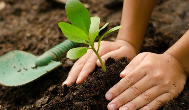 Plantar árboles no ayudará al medio ambiente - Ecuador | Noti-America.com