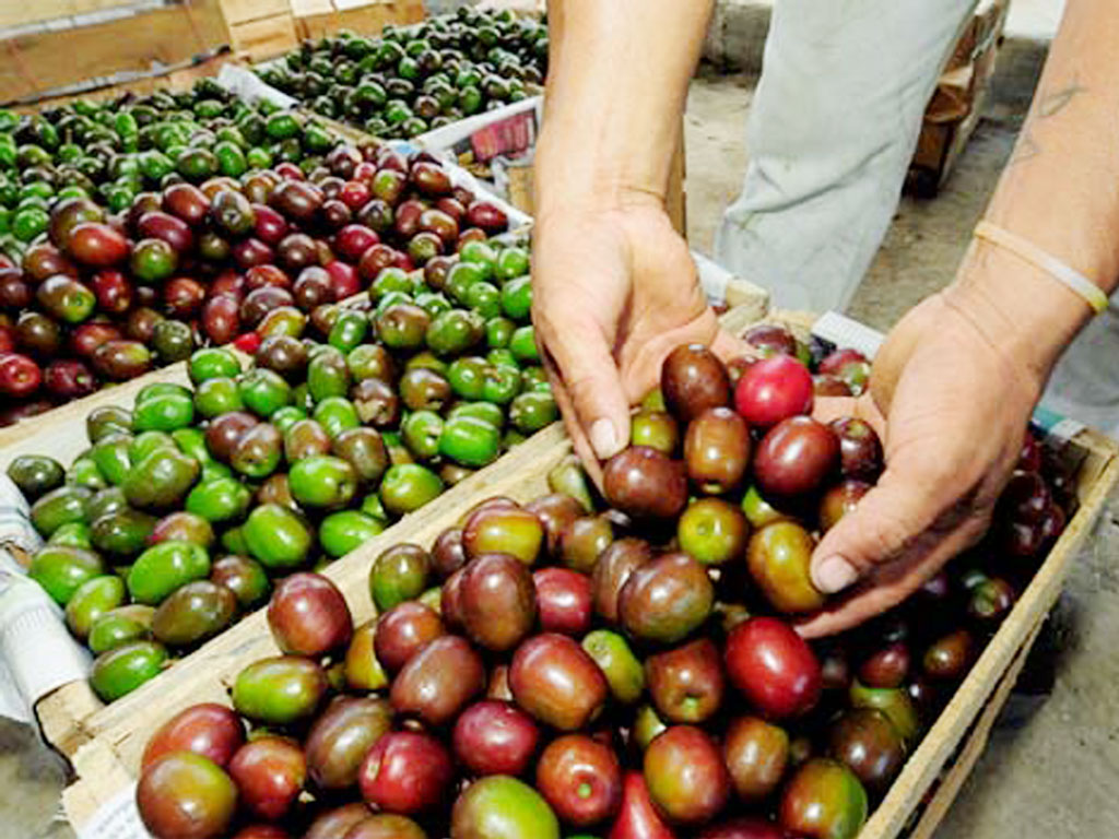 Petrillo vive su cosecha de ciruela - Ecuador | Noti-America.com