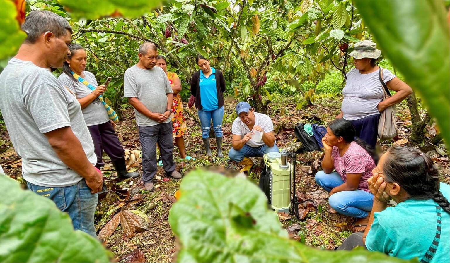 Con suero de leche y baba de cacao productores ecuatorianos combaten musgo y plagas en plantaciones cacaoteras