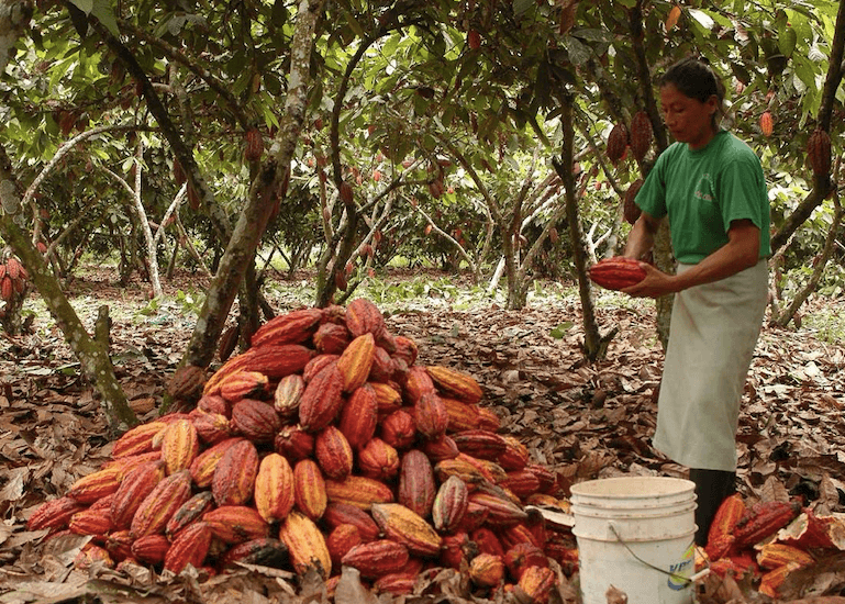 El desafío del cacao en su pico histórico de precio
