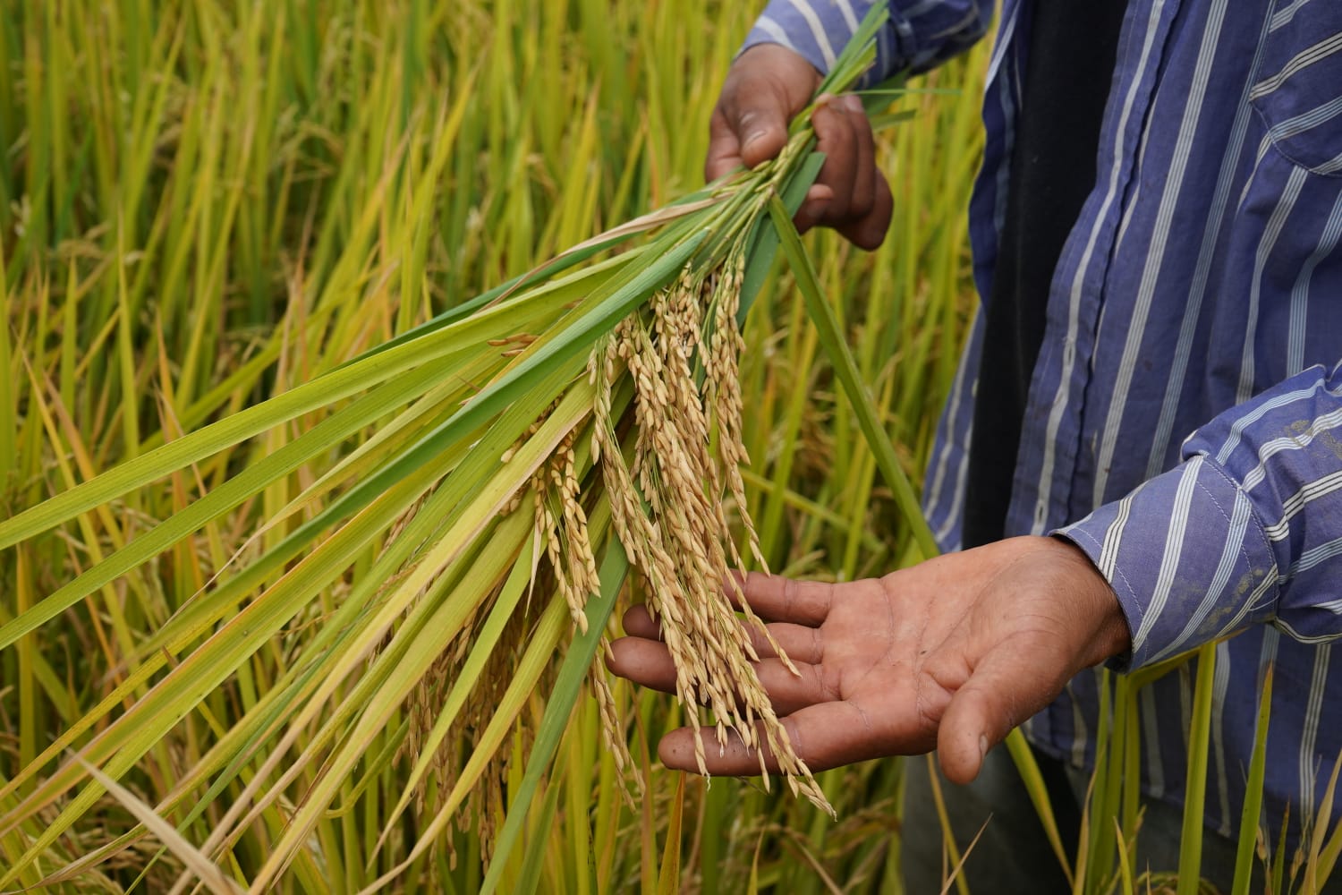 Gobierno inicia compra directa de arroz con precio justo para productores