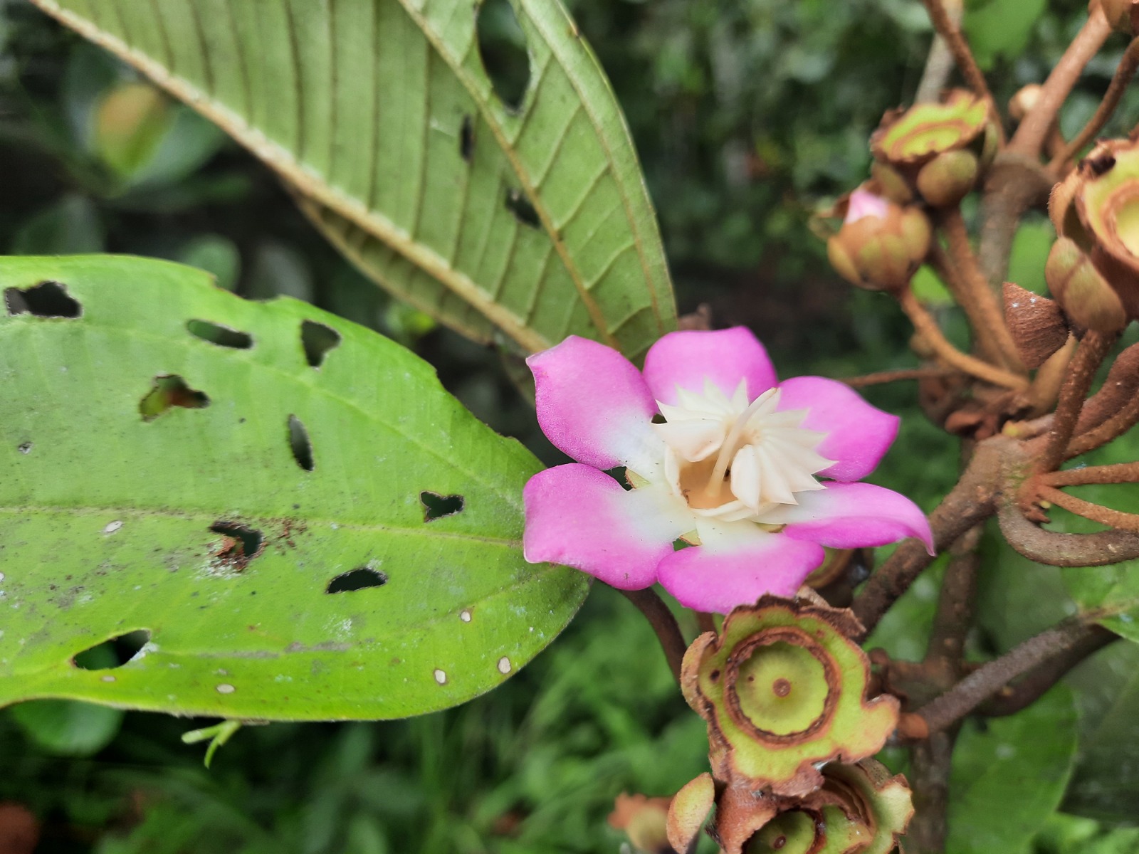 Ecuador descubre tres nuevas especies de plantas y revela sorprendentes formas de polinización en sus bosques andinos