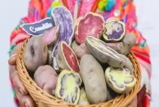 EXPORTACIÓN DE PAPA PERUANA CRECE 19% Y LOGRA MERCADO CAUTIVO EN 13 PAÍSES