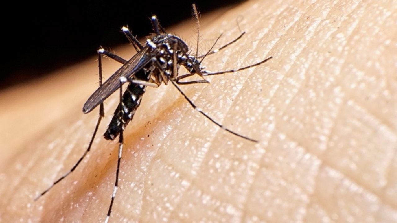 Ocho estados concentran casi el 80% de los casos de dengue en el país