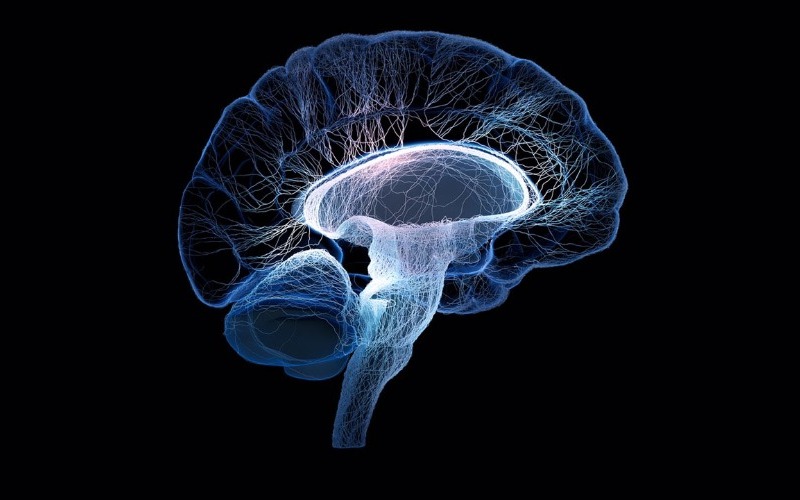 Estudio descubre una nanoterapia con azúcar de plantas contra las enfermedades neurodegenerativas