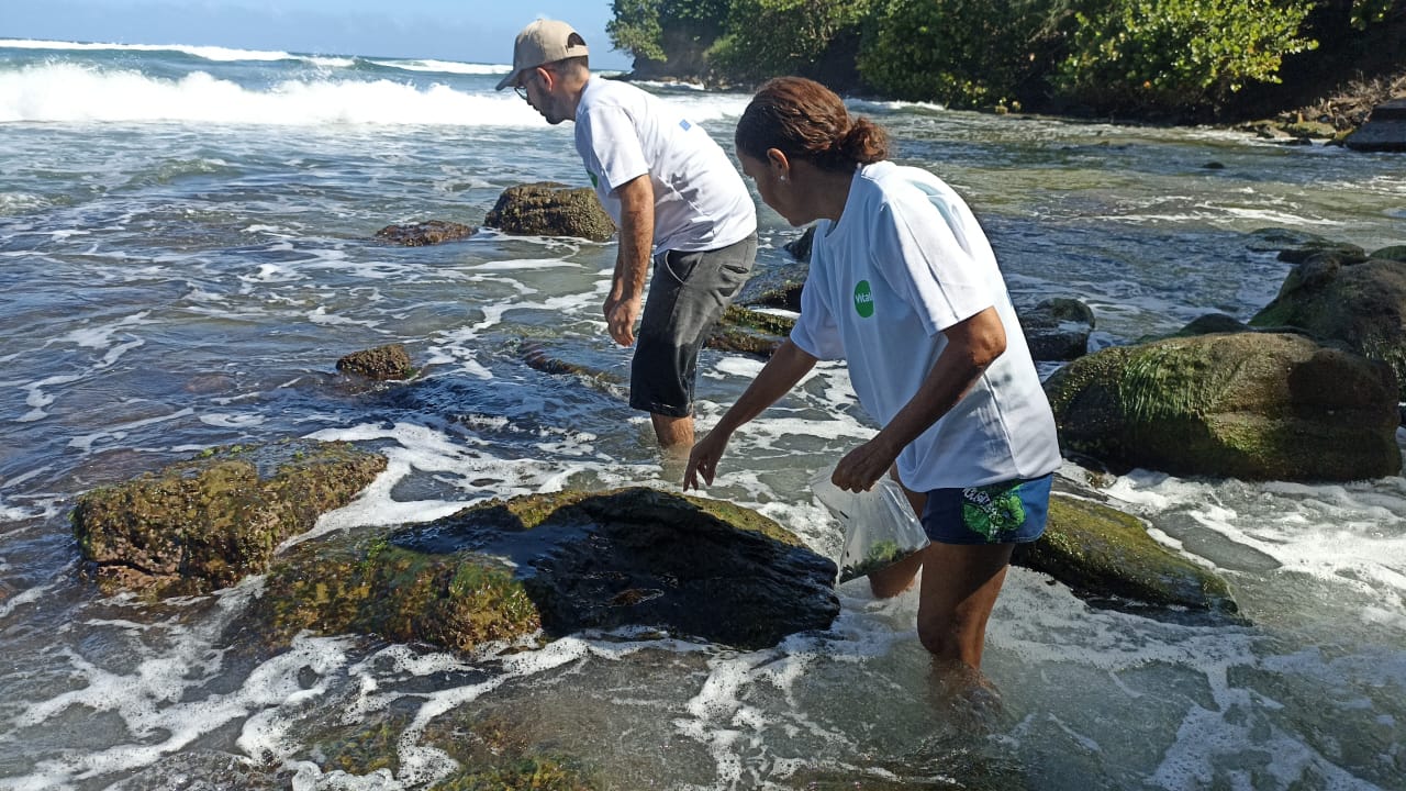 Investigación sobre las algas marinas presentará la Universidad Metropolitana