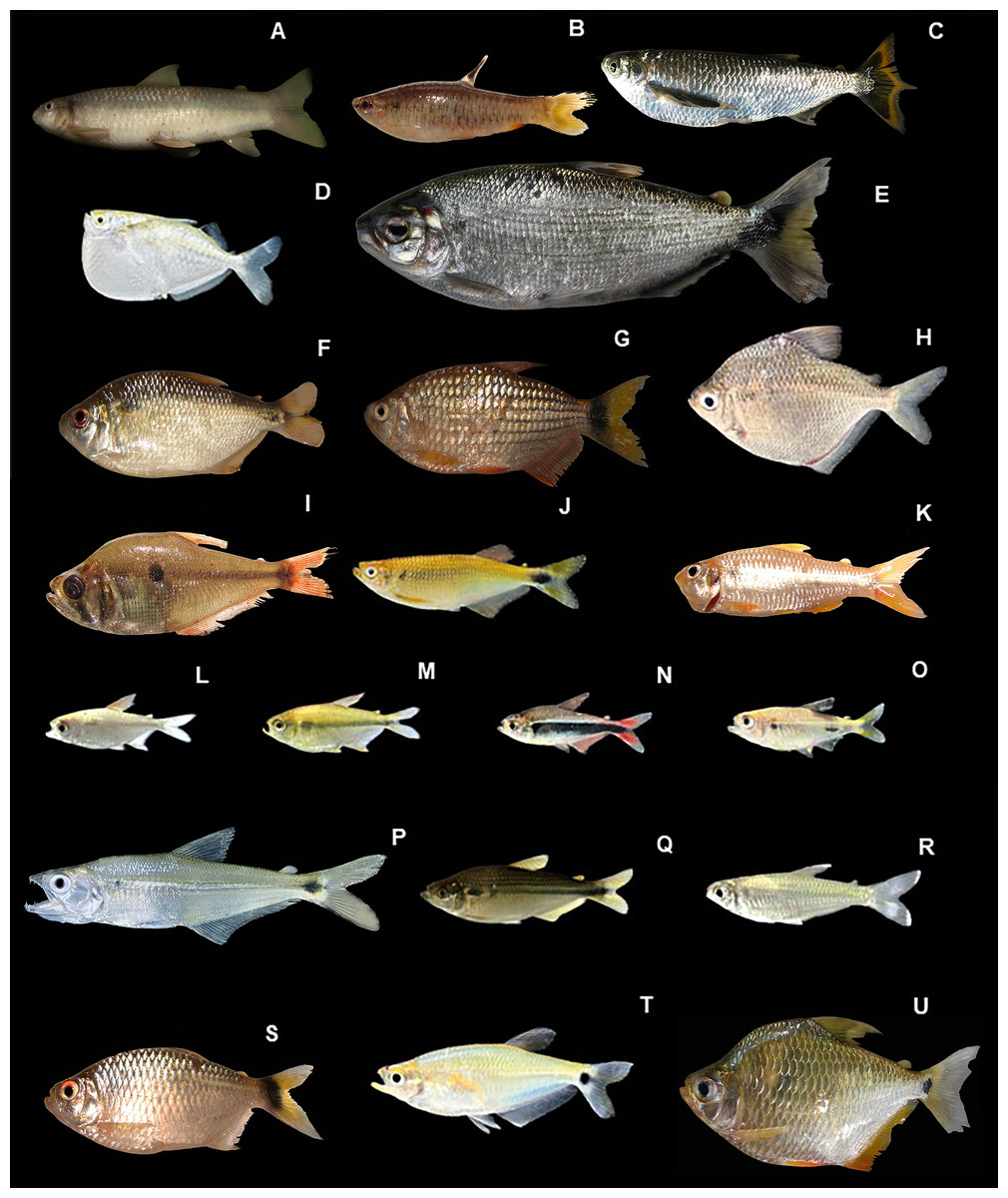 Cientificos descubren 118 especies de peces en la Amazonía ecuatoriana