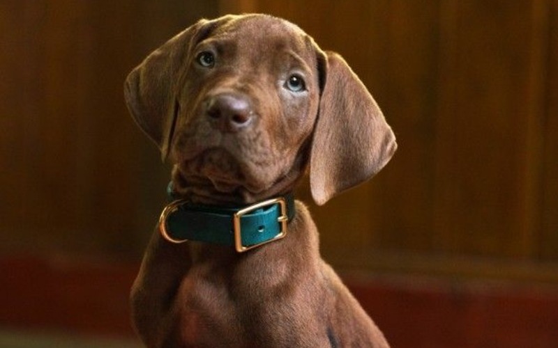 Netflix presentó el primer adelanto de la serie de Scooby-Doo