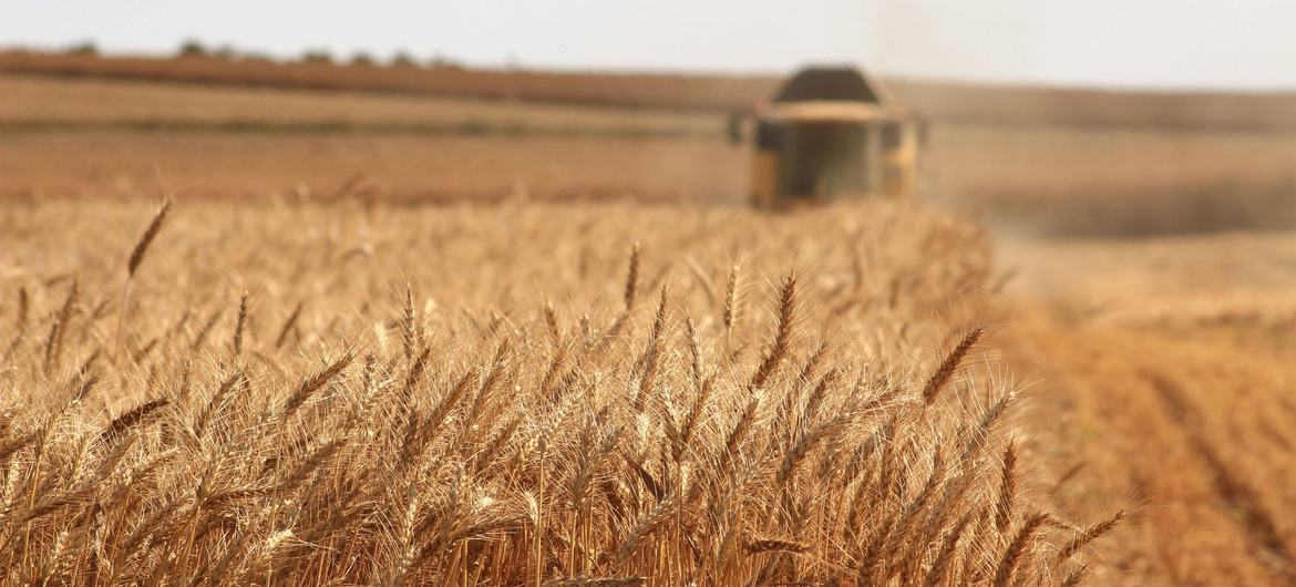 Suben los precios mundiales de los cereales por preocupaciones climáticas y mayores costos de producción