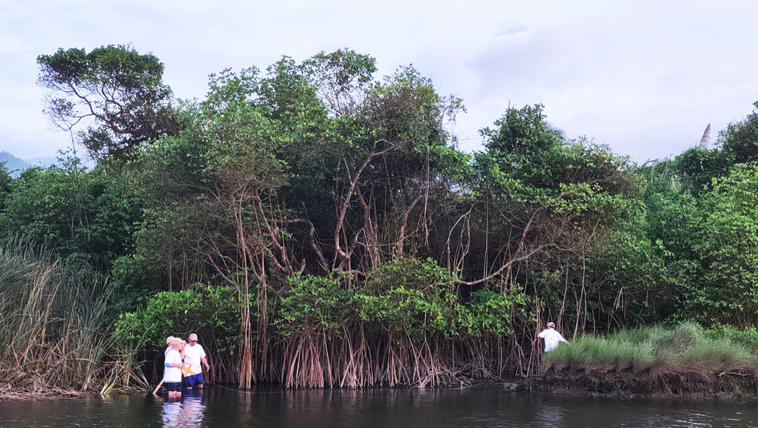 Inician restauración histórica del único manglar de La Guaira